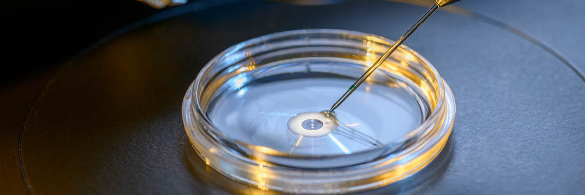 fecondazione in vitro